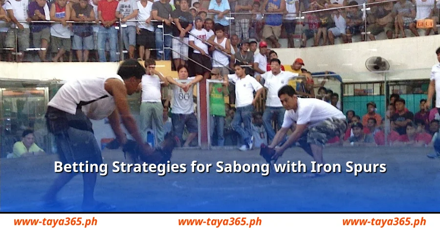 Betting Strategies for Sabong with Iron Spurs