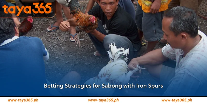 Betting Strategies for Sabong with Iron Spurs