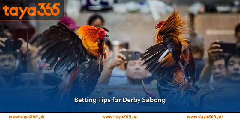 Betting Tips for Derby Sabong