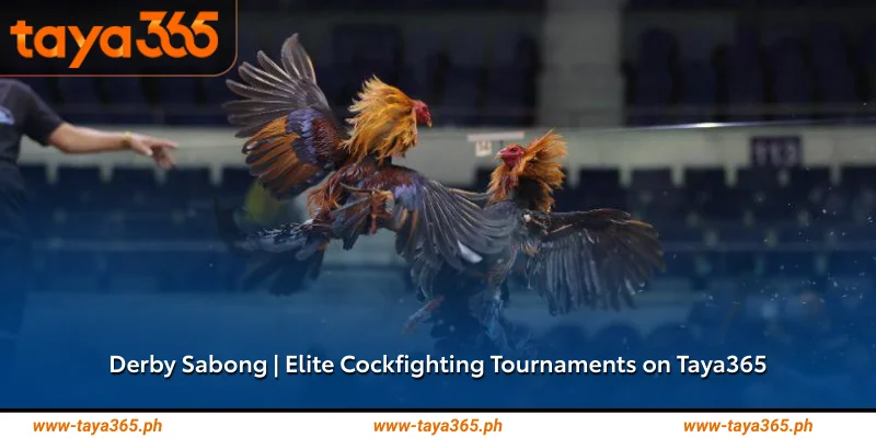 Derby Sabong Elite Cockfighting Tournaments on Taya365