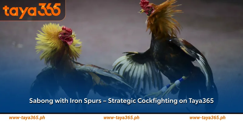 Sabong with Iron Spurs